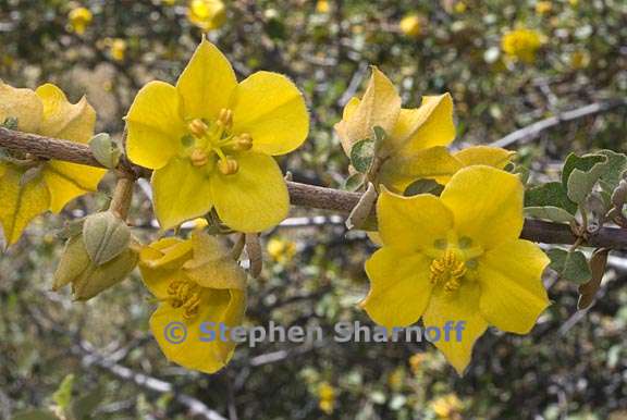 fremontodendron californicum 9 graphic